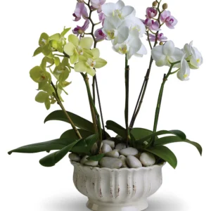 Orchid Plant