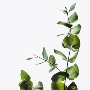 Extra Greenery